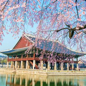 gyeongbokgung palace with cherry blossom in spring,korea.